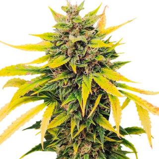 Семена сорта Auto Ak (AK 47 Auto) (Семяныч)