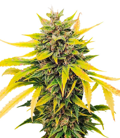 Семена сорта Auto Ak (AK 47 Auto) (Семяныч) Семена сорта Auto Ak (AK 47 Auto) (Семяныч)