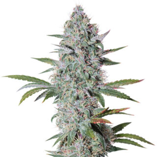 Семена сорта Bruce Banner Auto fem (Cali Buds Seeds) Семена сорта Bruce Banner Auto fem (Cali Buds Seeds)