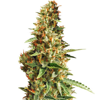 Семена сорта DO-SI-DOS fem (Cali Buds Seeds) Семена сорта DO-SI-DOS fem (Cali Buds Seeds)