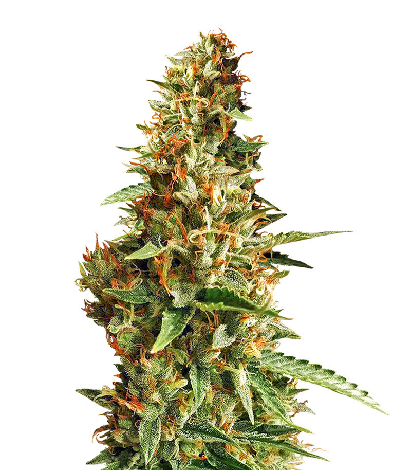 Семена сорта DO-SI-DOS fem (Cali Buds Seeds) Семена сорта DO-SI-DOS fem (Cali Buds Seeds)