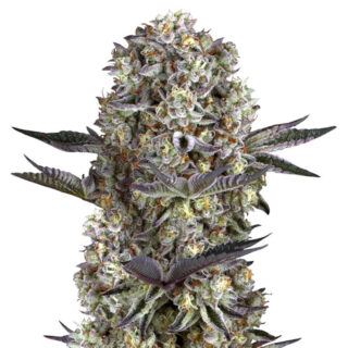 Семена сорта Dos Si Dos 33 fem (Barney's Farm)