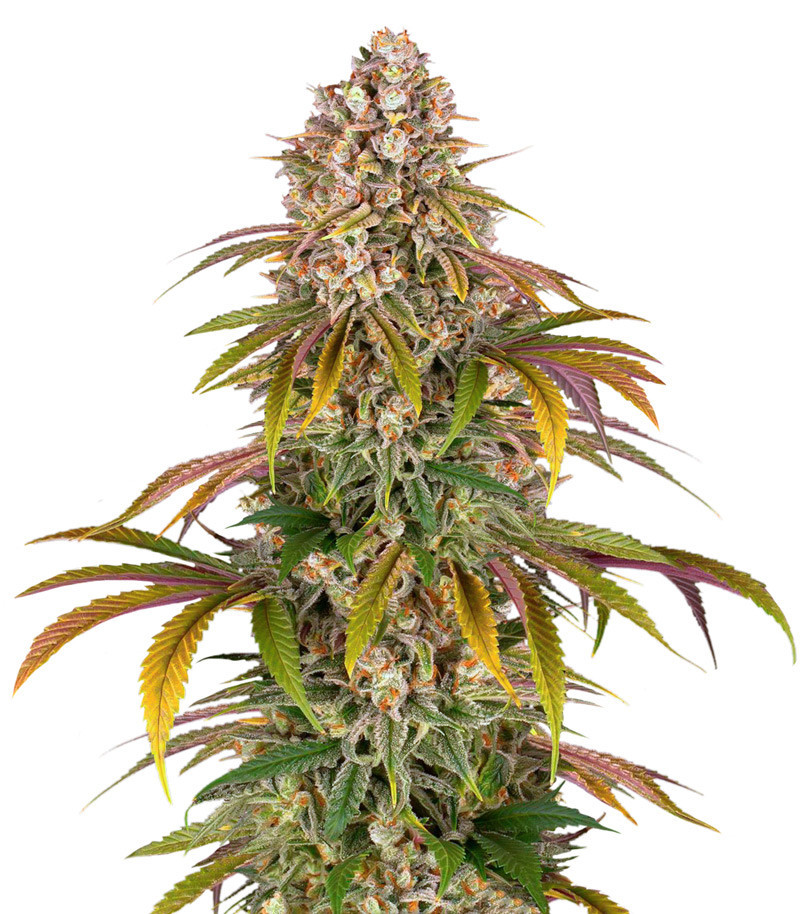 Lemon Tree fem (Barney's Farm) Lemon Tree fem (Barney's Farm)