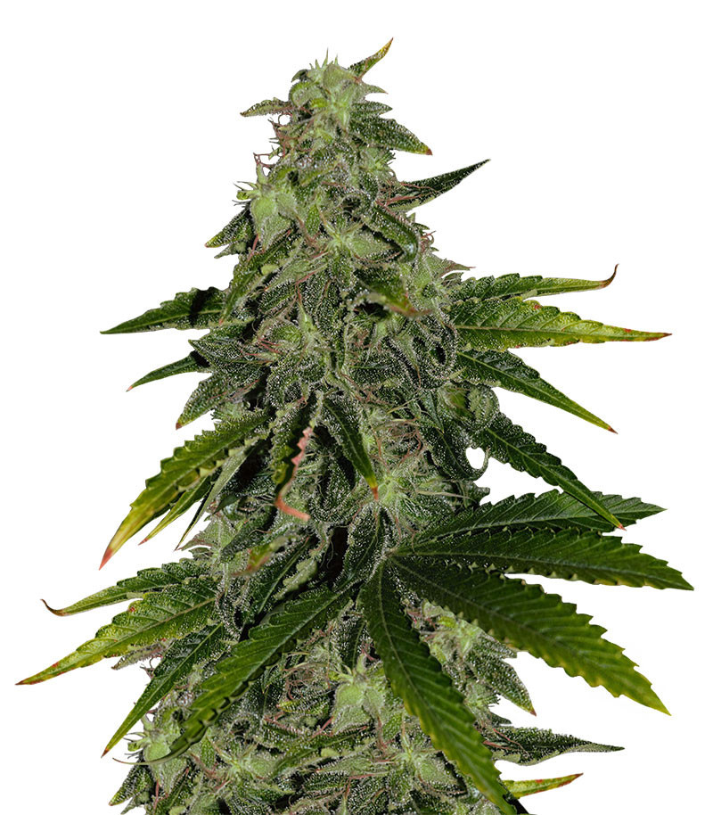 Семена сорта Pure Power Plant fem (Nirvana Seeds) Семена сорта Pure Power Plant fem (Nirvana Seeds)