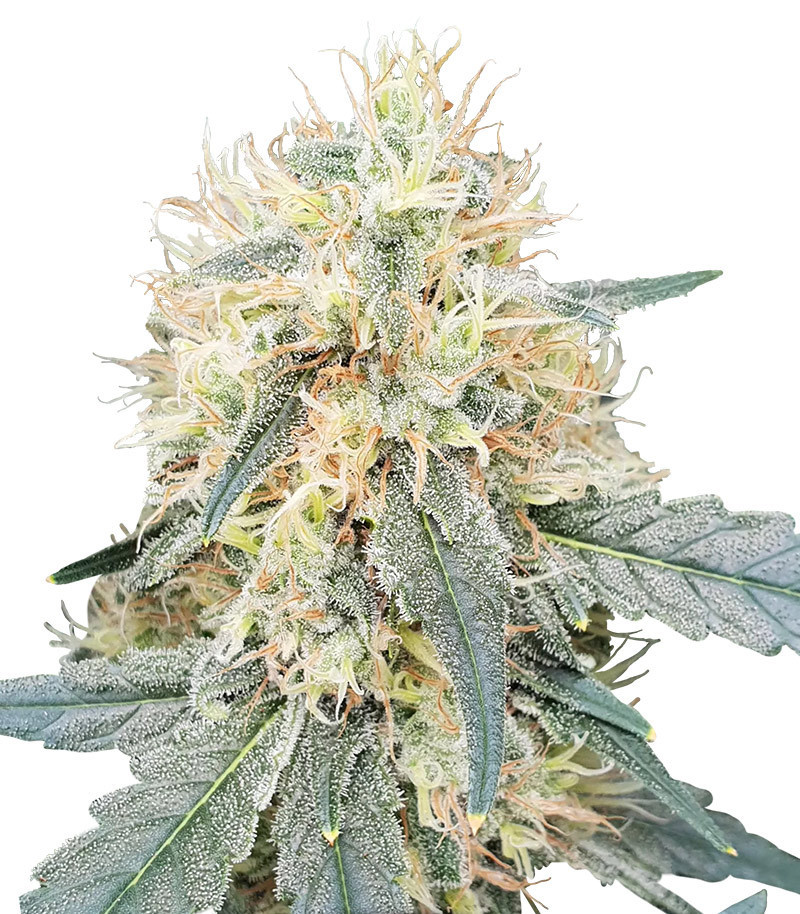 Семена сорта Stromboli Auto fem (Paradise Seeds) Семена сорта Stromboli Auto fem (Paradise Seeds)