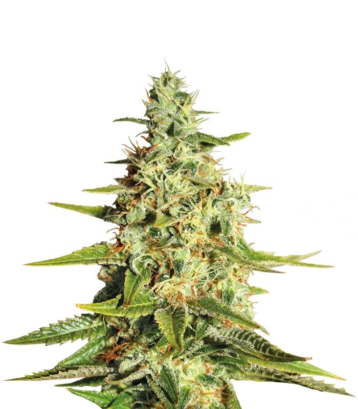Acapulco Gold fem (Barney's Farm) Acapulco Gold fem (Barney's Farm)
