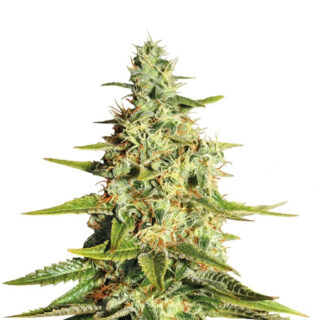 Amnesia Lemon fem (Barney's Farm) Amnesia Lemon fem (Barney's Farm)
