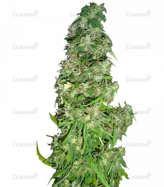 Семена сорта Sativa Champions Pack (Paradise Seeds) Семена сорта Sativa Champions Pack (Paradise Seeds)
