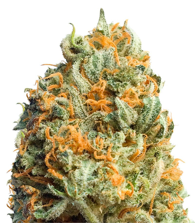 Fully Loaded Auto fem (Heavyweight Seeds) Fully Loaded Auto fem (Heavyweight Seeds)