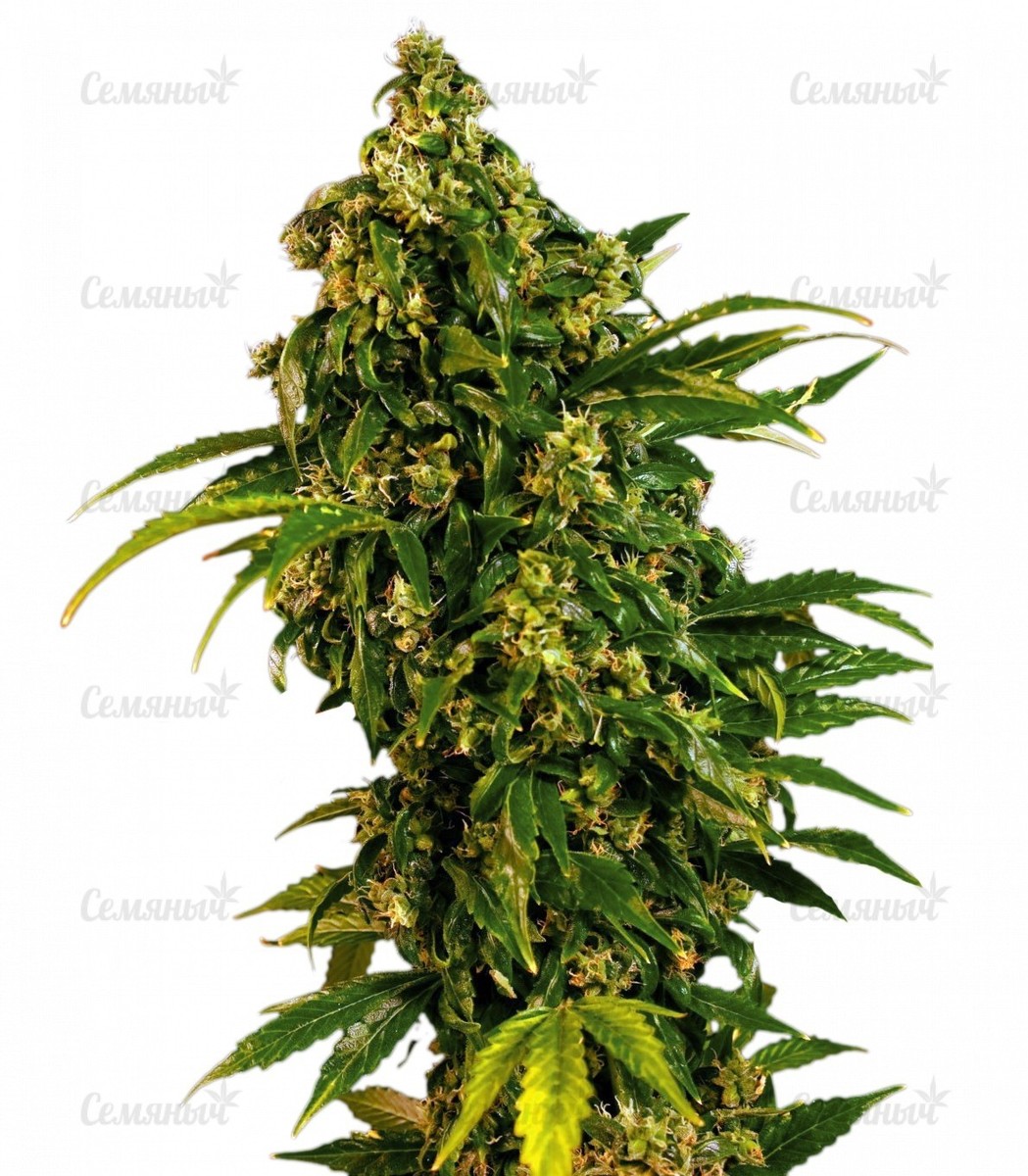 Семена сорта Shark (Pyramid Seeds) Семена сорта Shark (Pyramid Seeds)