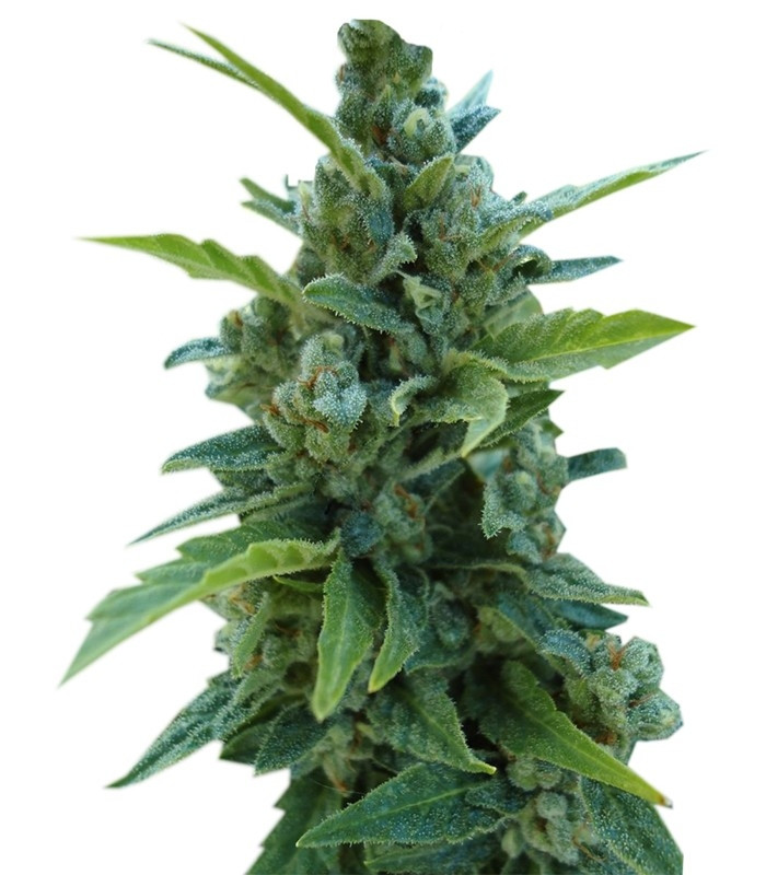 Семена сорта Automaria II fem (Paradise Seeds) Семена сорта Automaria II fem (Paradise Seeds)