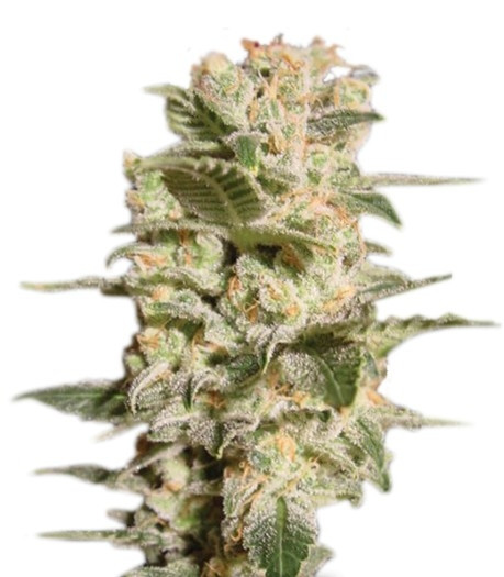 Семена сорта Belladonna fem (Paradise Seeds) Семена сорта Belladonna fem (Paradise Seeds)
