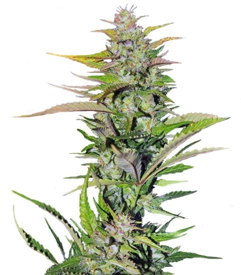 Семена сорта Black Jack F1 Fast Version (Sweet Seeds) Семена сорта Black Jack F1 Fast Version (Sweet Seeds)