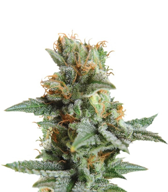 Семена сорта Blueberry Kush Automatic fem (Nirvana Seeds) Семена сорта Blueberry Kush Automatic fem (Nirvana Seeds)