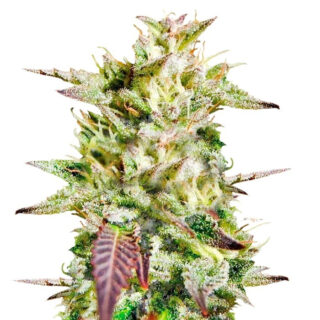 Семена сорта Caramelo regular (Delicious Seeds) Семена сорта Caramelo regular (Delicious Seeds)