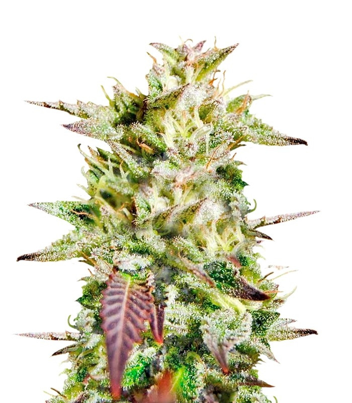 Семена сорта Caramelo regular (Delicious Seeds) Семена сорта Caramelo regular (Delicious Seeds)