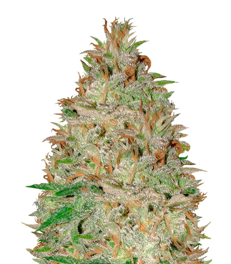 Семена сорта Chocolate Orange Auto fem (Dr. Krippling Seeds) Семена сорта Chocolate Orange Auto fem (Dr. Krippling Seeds)