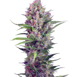 Семена сорта Cream Mandarine F1 Fast Version fem (Sweet Seeds)