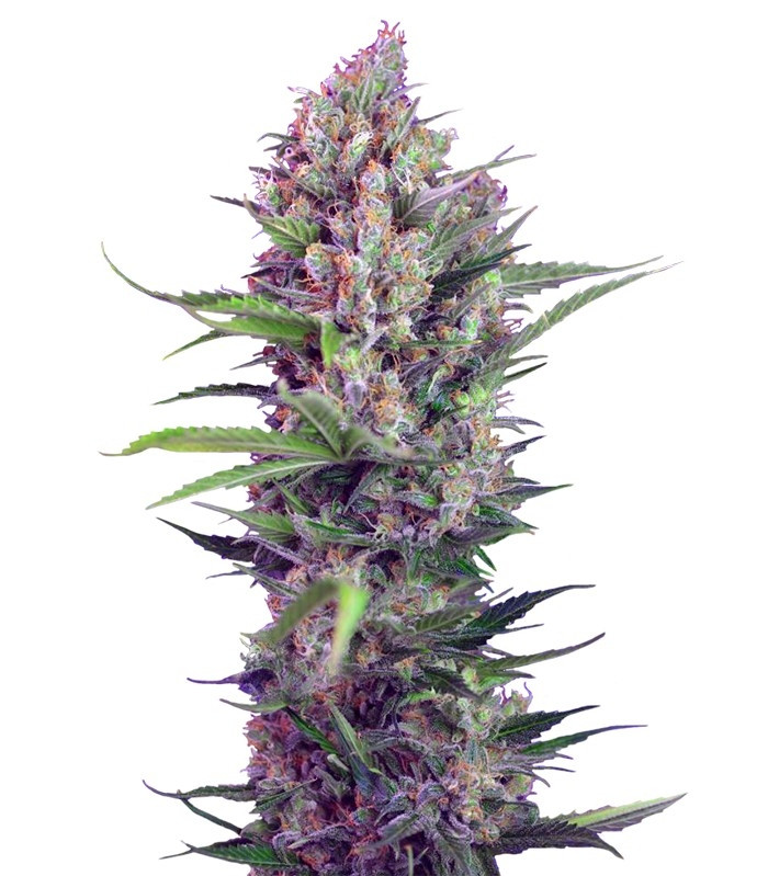 Семена сорта Cream Mandarine F1 Fast Version fem (Sweet Seeds) Семена сорта Cream Mandarine F1 Fast Version fem (Sweet Seeds)