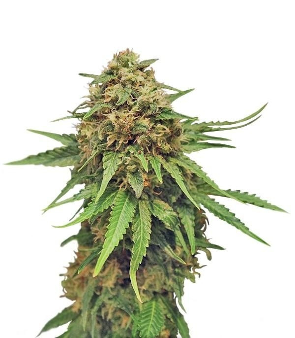 Critical fem (RQS) семена конопли Critical fem (RQS) семена конопли