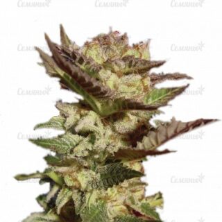 Семена сорта Northern Light Blue (Delicious Seeds)