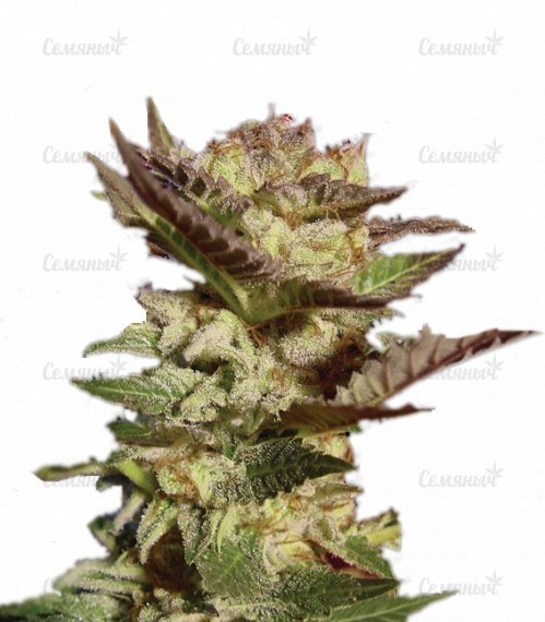 Семена сорта Northern Light Blue (Delicious Seeds) Семена сорта Northern Light Blue (Delicious Seeds)