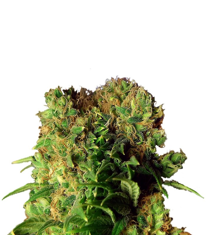 Семена сорта Dutch Dragon fem (Paradise Seeds) Семена сорта Dutch Dragon fem (Paradise Seeds)