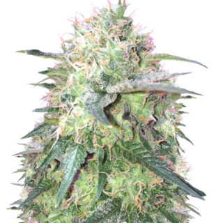 Семена сорта Fresh Candy fem (Pyramid Seeds)