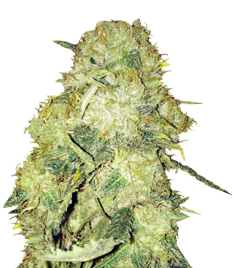Goldmine fem (Heavyweight Seeds) Goldmine fem (Heavyweight Seeds)