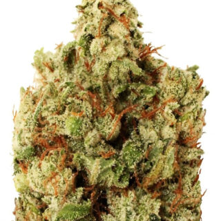 Green Ninja fem (Heavyweight Seeds) Green Ninja fem (Heavyweight Seeds)