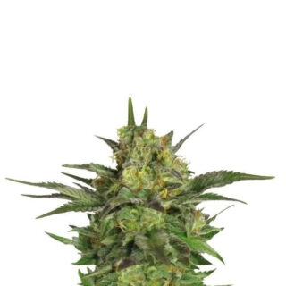 Haze Berry fem (RQS) семена конопли Haze Berry fem (RQS) семена конопли