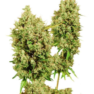 LSD fem (Barney's Farm)