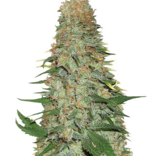 Семена сорта Mango Chutney fem (Dr. Krippling Seeds)