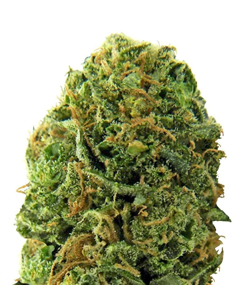 Massive Midget auto fem (Heavyweight Seeds) Massive Midget auto fem (Heavyweight Seeds)