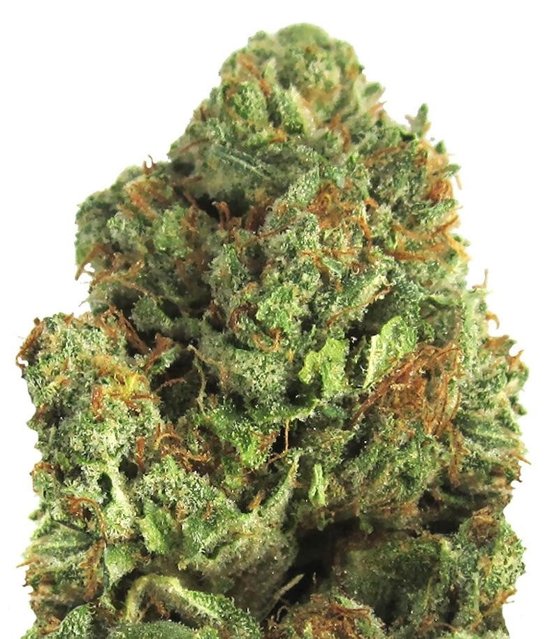 Midnight Mass fem (Heavyweight Seeds) Midnight Mass fem (Heavyweight Seeds)