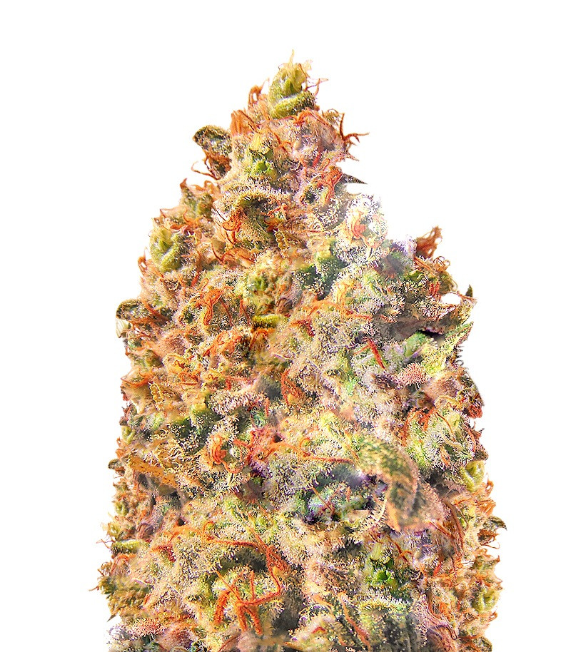 Семена сорта Mind Can'trol fem (Dr. Krippling Seeds) Семена сорта Mind Can'trol fem (Dr. Krippling Seeds)