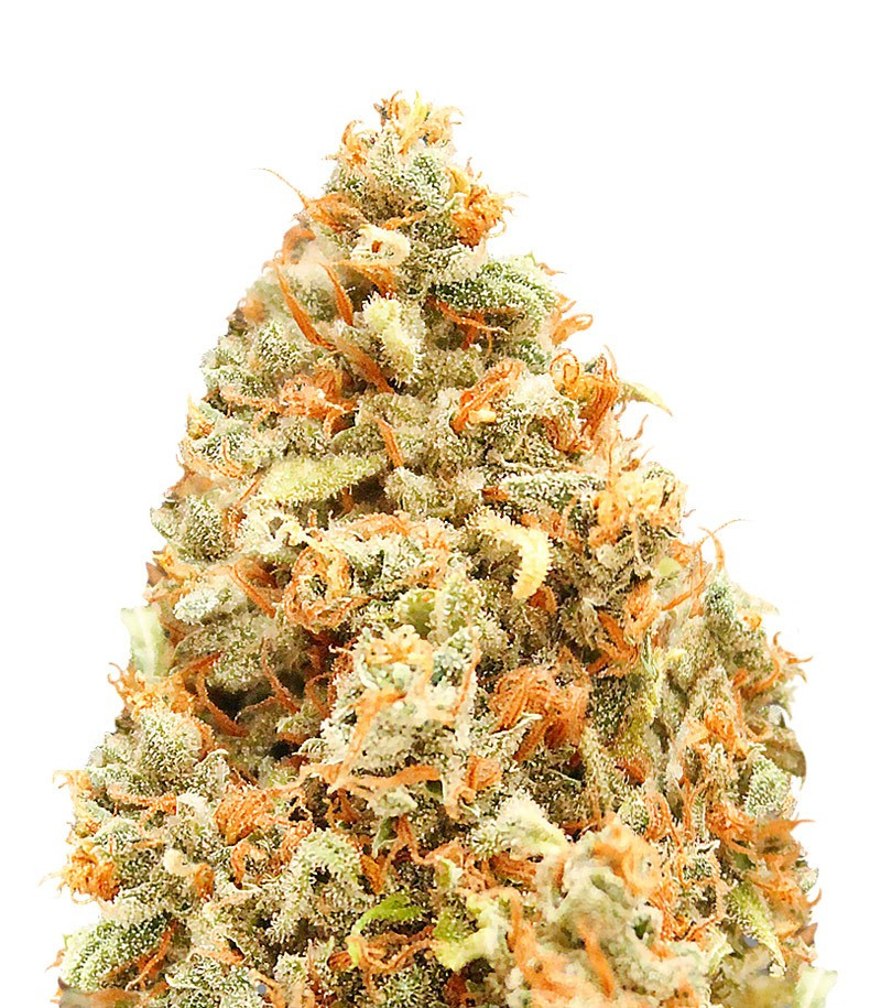 Monster Profit fem (Heavyweight Seeds) Monster Profit fem (Heavyweight Seeds)