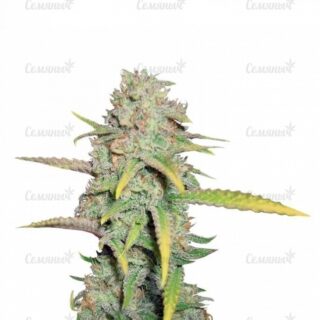 Семена сорта Sweet Amnesia Haze (Sweet Seeds) Семена сорта Sweet Amnesia Haze (Sweet Seeds)
