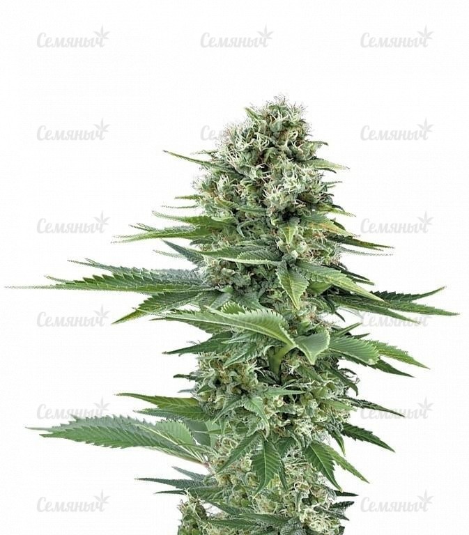 Семена сорта Waist Deep Auto (Heavyweight Seeds) Семена сорта Waist Deep Auto (Heavyweight Seeds)