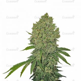 Семена сорта Psicodelicia (Sweet Seeds) Семена сорта Psicodelicia (Sweet Seeds)