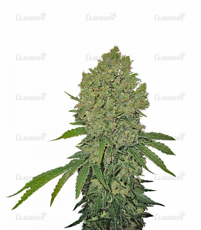 Семена сорта Psicodelicia (Sweet Seeds) Семена сорта Psicodelicia (Sweet Seeds)