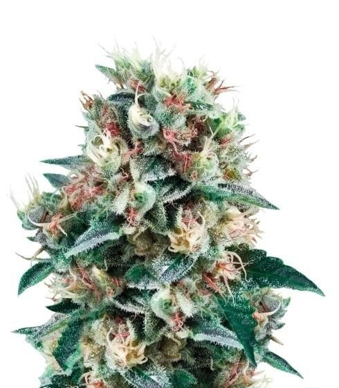 Royal Creamatic auto fem (RQS) семена конопли Royal Creamatic auto fem (RQS) семена конопли — изображение 4