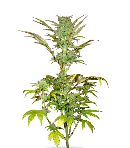 Семена сорта Short Rider Automatic fem (Nirvana Seeds) Семена сорта Short Rider Automatic fem (Nirvana Seeds)