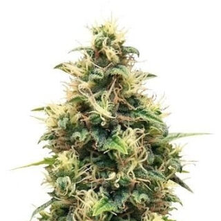 Somango XL fem (RQS) семена конопли Somango XL fem (RQS) семена конопли