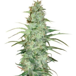 Семена сорта Super Skunk regular (Nirvana Seeds) Семена сорта Super Skunk regular (Nirvana Seeds)