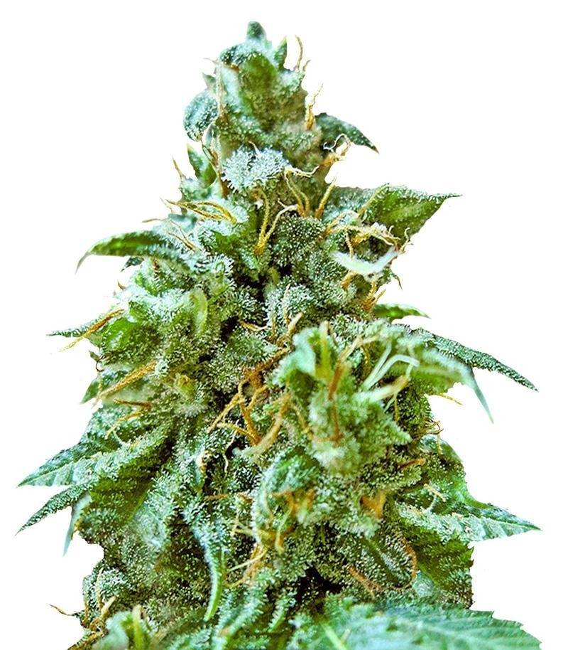 Superb OG fem (Heavyweight Seeds) Superb OG fem (Heavyweight Seeds)