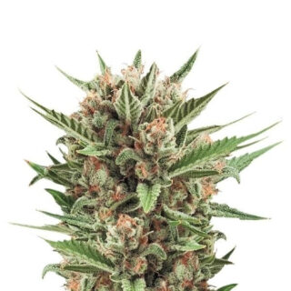 Sweet Skunk Automatic fem (RQS) семена конопли Sweet Skunk Automatic fem (RQS) семена конопли