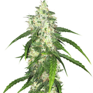 Семена сорта Swiss Cheese Automatic fem (Nirvana Seeds) Семена сорта Swiss Cheese Automatic fem (Nirvana Seeds)