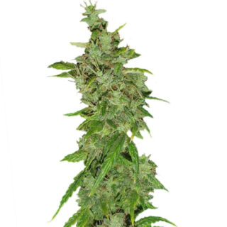 Tangerine Dream fem (Barney's Farm) Tangerine Dream fem (Barney's Farm)