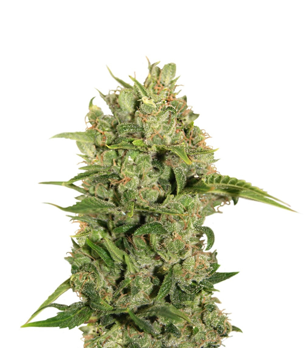 Triple Cheese fem (Barney's Farm) Triple Cheese fem (Barney's Farm)